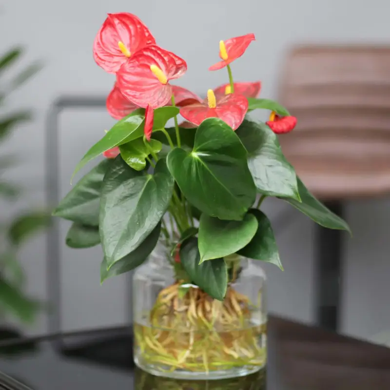 Anthurie 'Water Roots' rot in Glasvase 12cm Ø, ohne Erde Geprüft