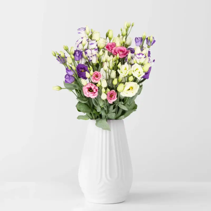 10 Lisianthus, bunt Schnäppchen
