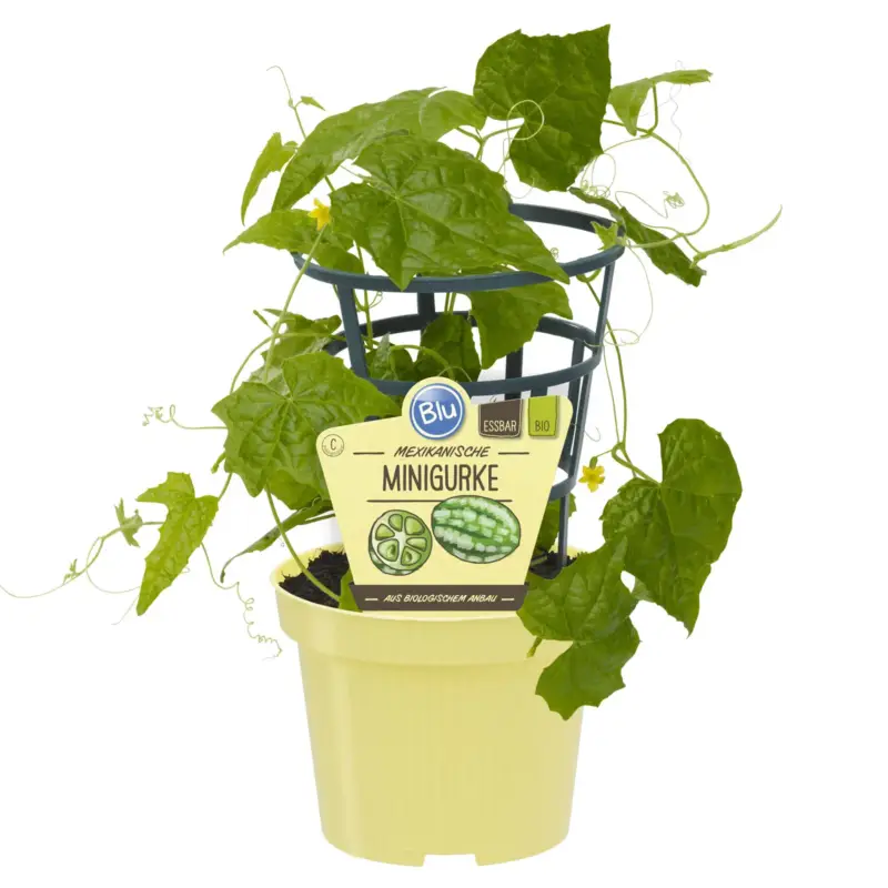 Preiswert Blu Bio mexikanische Minigurke, Topf-Ø 12 cm, 3er-Set