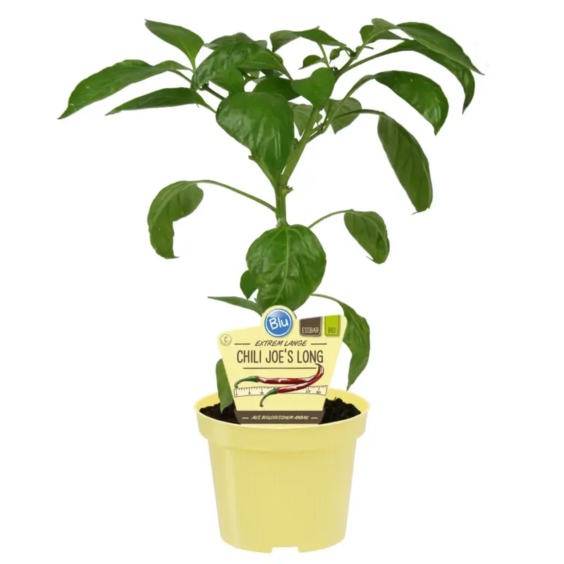 Billig Blu Bio Chili 'Joe's Long', sehr scharf, Topf-Ø 12 cm, 3er-Set