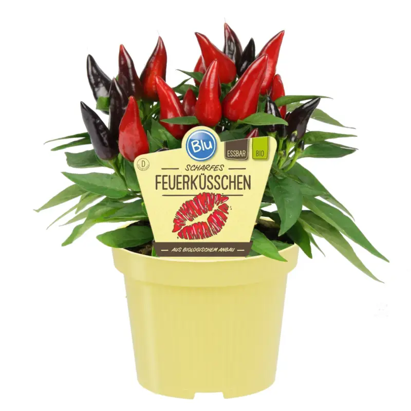 Neue Kollektion Blu Bio Chili 'Feuerküsschen', scharf, Topf-Ø 12 cm, 3er-Set