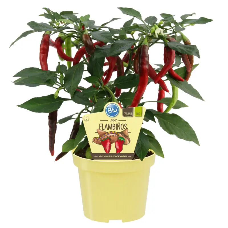 Wochenendangebot Blu Bio Chili 'Flambiños', scharf, Topf-Ø 12 cm, 3er-Set