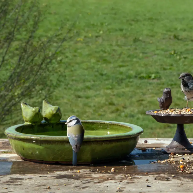 Angebot Vogeltränke rund M, grün, Keramik