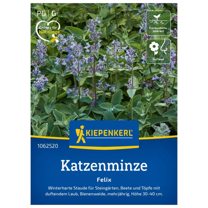 Bestseller Blumensamen, Katzenminze 'Felix', lila