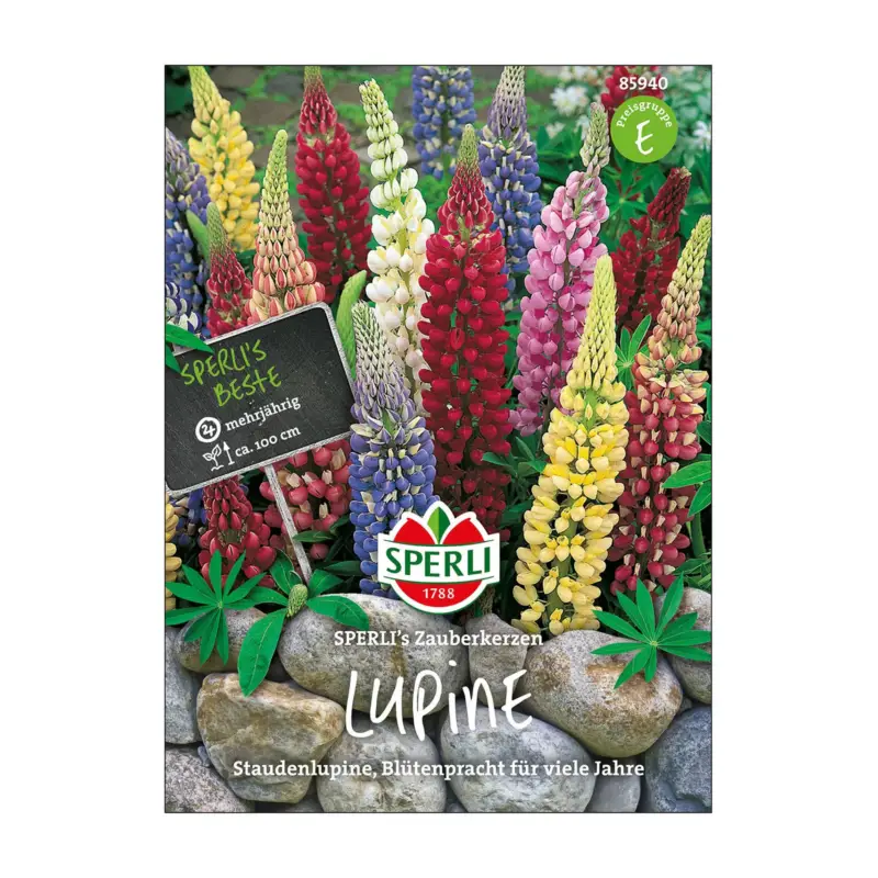 Highlight Lupine 'Zauberkerze', bunte Mischung