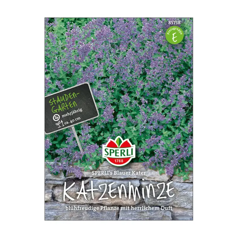 Blumensamen, Katzenminze 'Blauer Kater' Neuheit