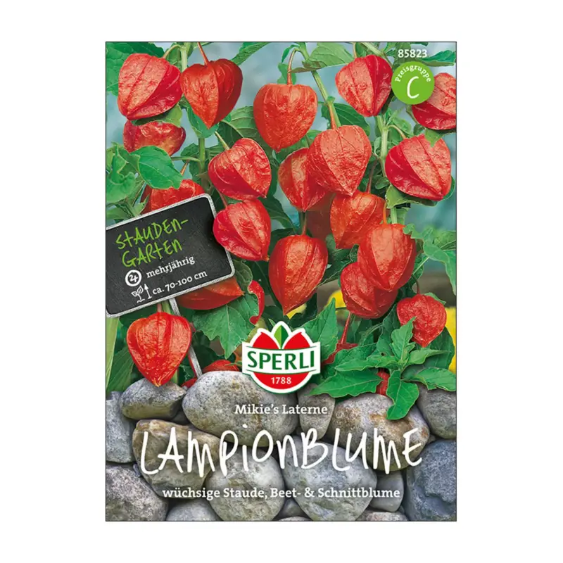 Blumensamen, Lampionblume 'Mikies Latern' Bestseller