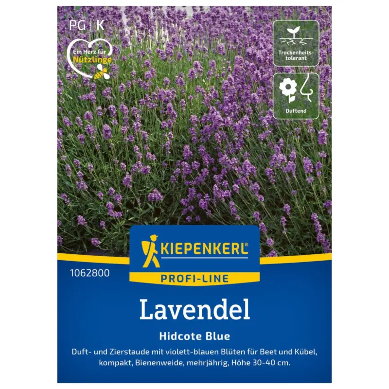 Expressversand Blumensamen, Lavendel 'Hidcote Blue Strain', lila