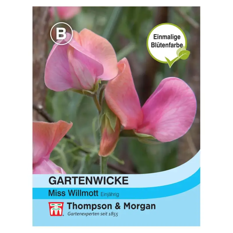 Zertifiziert Thompson & Morgan Blumensamen Gartenwicke Miss Willmott