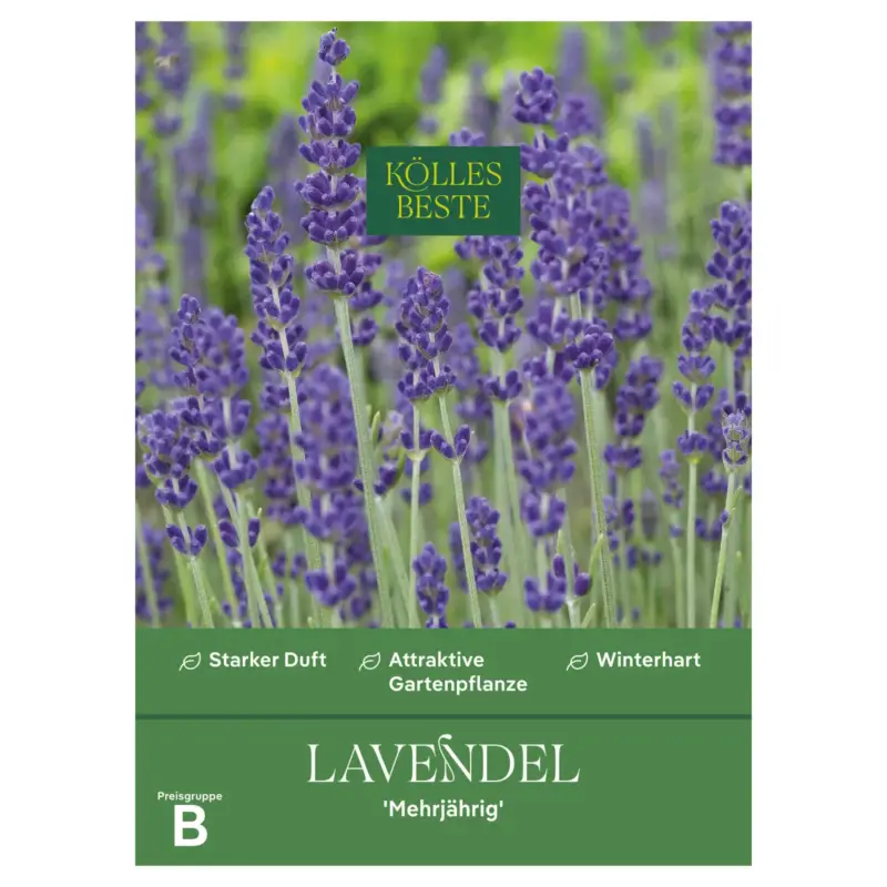 Preis Gesenkt Kölles Beste Blumensamen, Lavendel 'Mehrjährig'