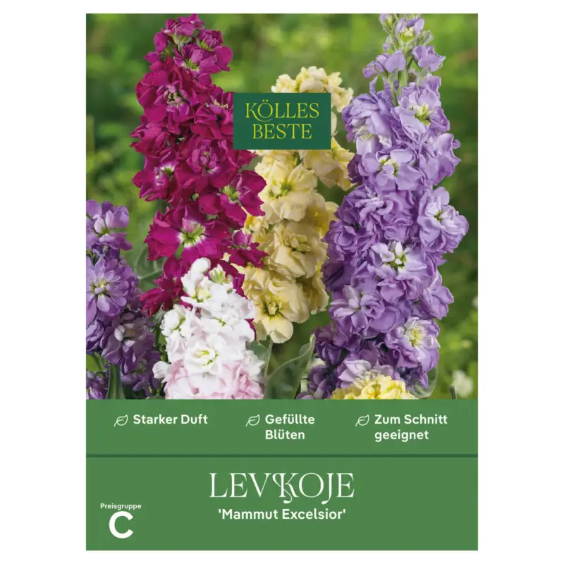 Kölles Beste Blumensamen, Levkoje 'Mammut Excelsior' Preisknaller
