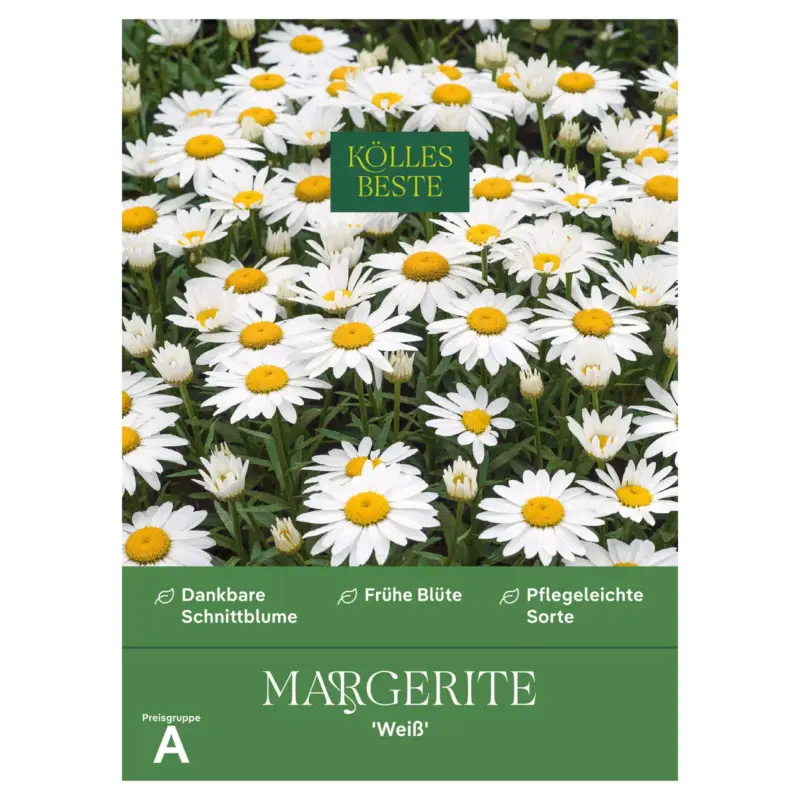 Ausverkauf Kölles Beste Blumensamen, Margerite 'Weiß'