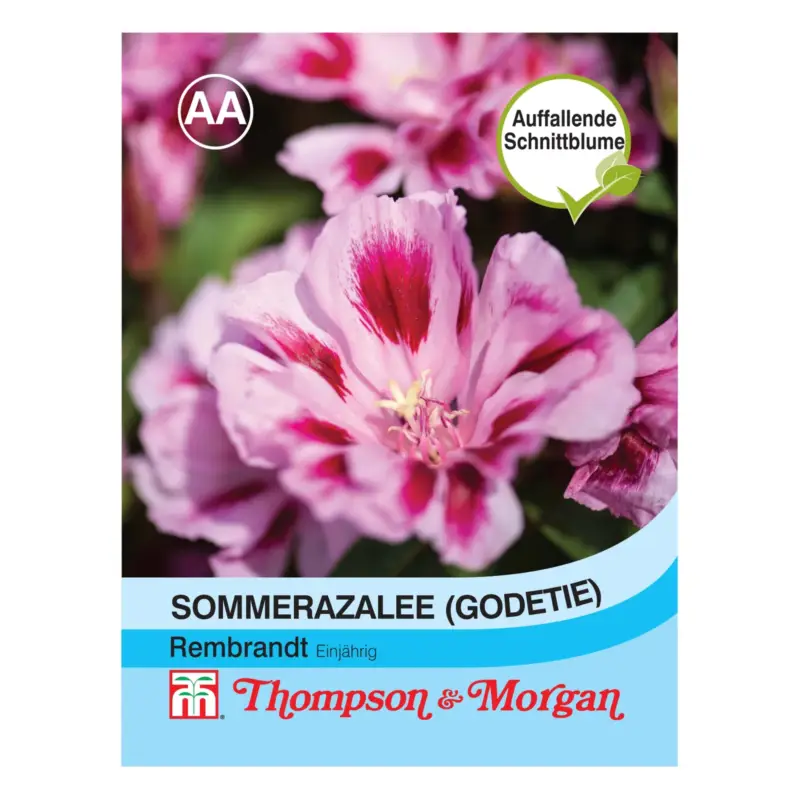Sommerazaleensamen 'Godetia Rembrandt' Neuheit