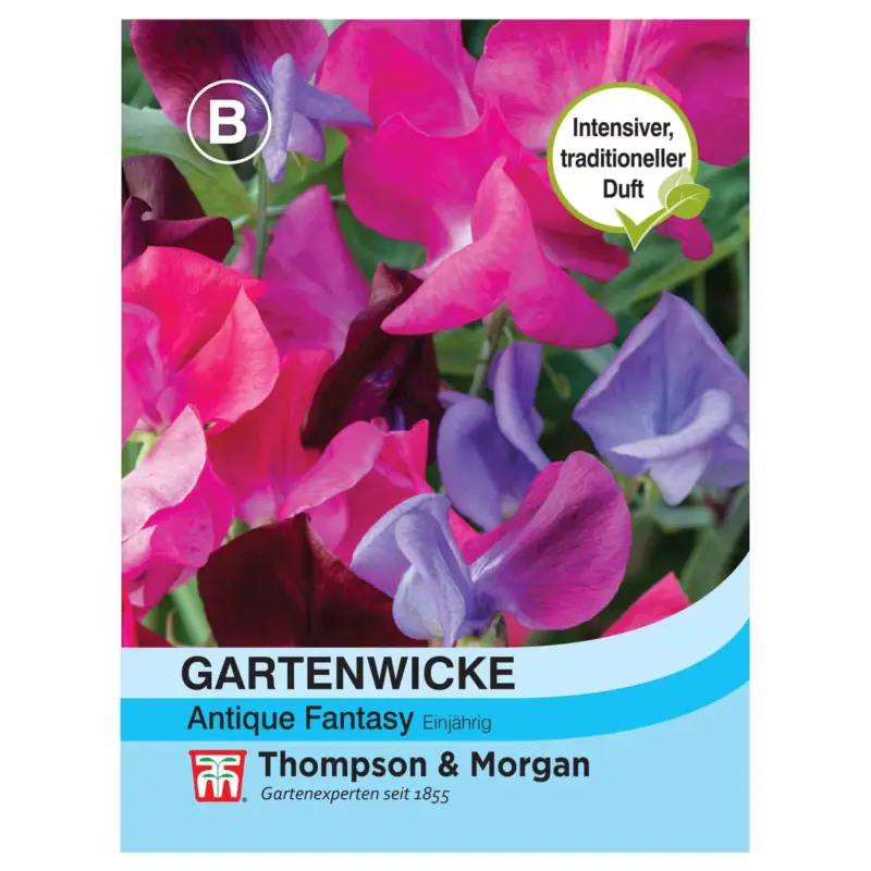 Kracherpreis Gartenwicke (Lathyrus odoratus) Antique Fantasy