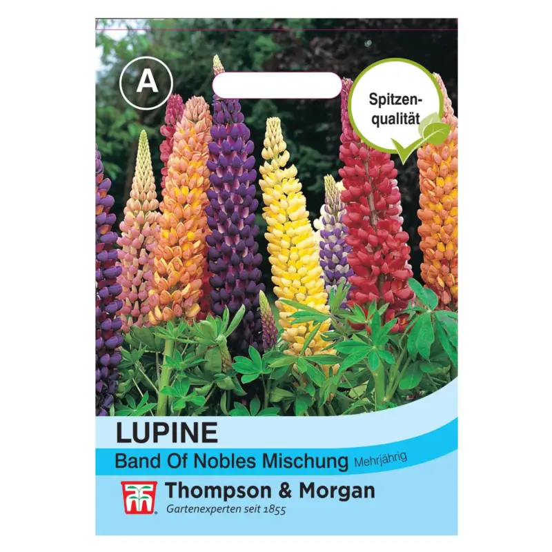 Lupine Band of Nobles Mischung, zweijährig, ideale Beetpflanze Geprüft