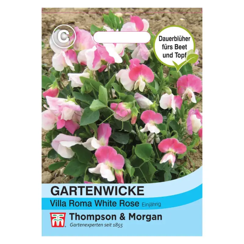 Thompson & Morgan Blumensamen Gartenwicke Villa roma White Rose Preis Gesenkt