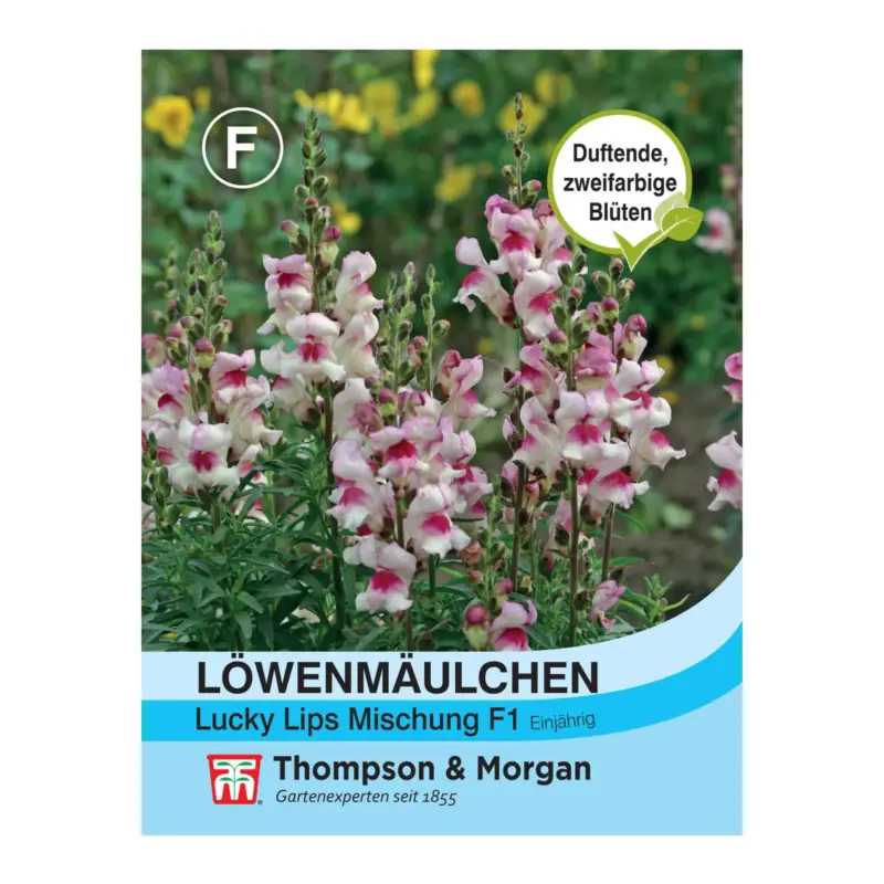 Löwenmäulchen Lucky Lips/ einfaches Heranziehen, langlebig Direkt Vom Hersteller