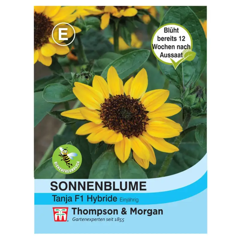 Sonnenblume (Helianthus annuus) Tanja F1 Echt