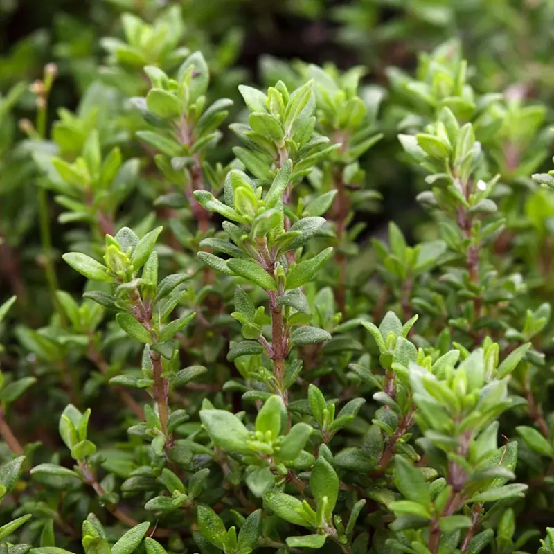 Bio Thymian, Topf-Ø 12cm Jetzt Bestellen