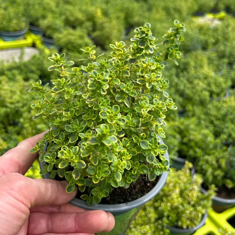 Super-Preis Bio Zitronen-Thymian, Topf-Ø 12cm