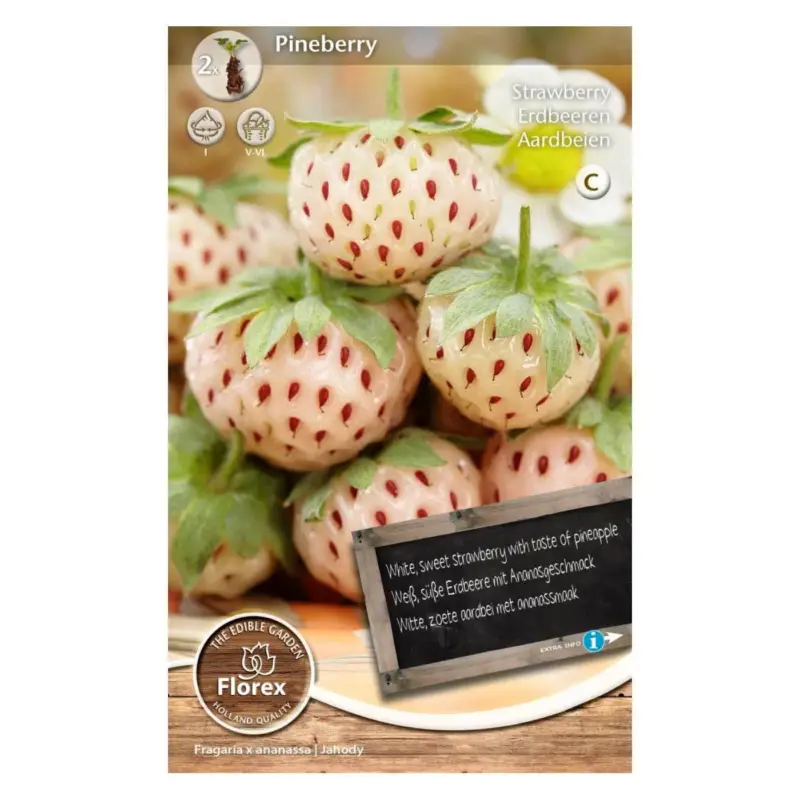Abverkauf Erdbeeren Pineberry zum Selberpflanzen, 2 Stück