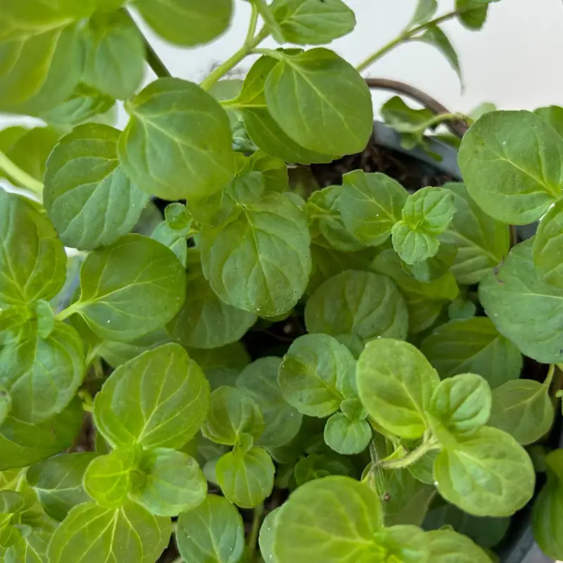 Bio Orangenminze, Topf-Ø 12 cm Günstig