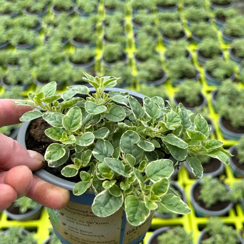 Bio Buntlaubiger Oregano, Topf-Ø 12cm Sonderangebot
