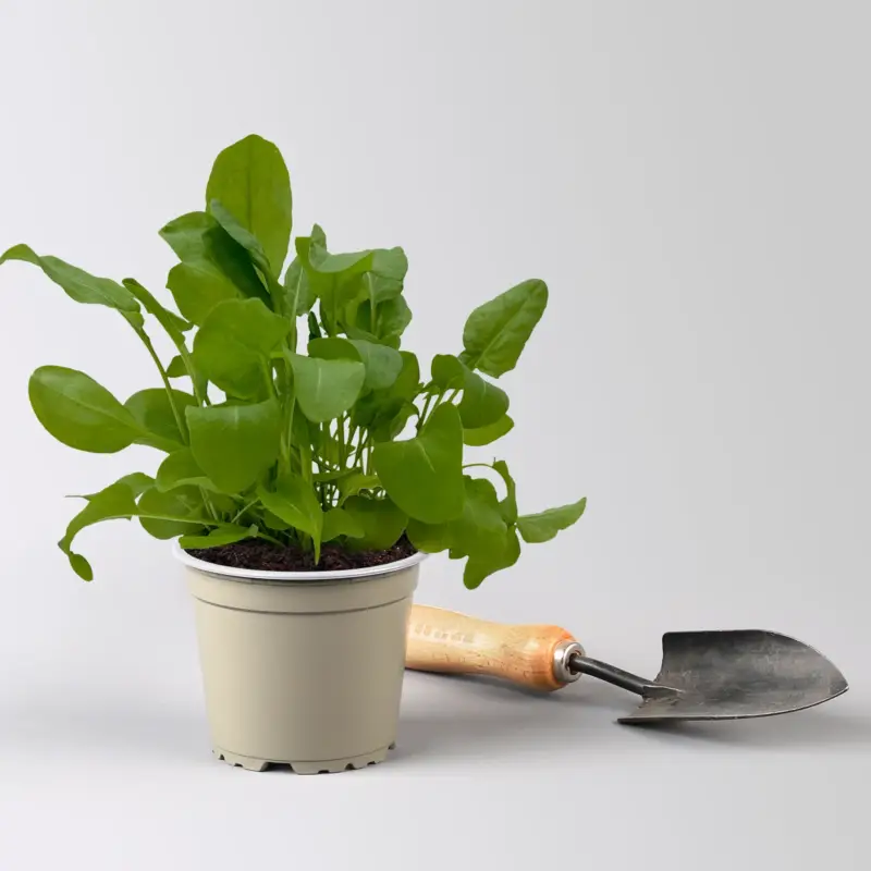Bio Sauerampfer, Topf-Ø 12 cm Versand Am Gleichen Tag