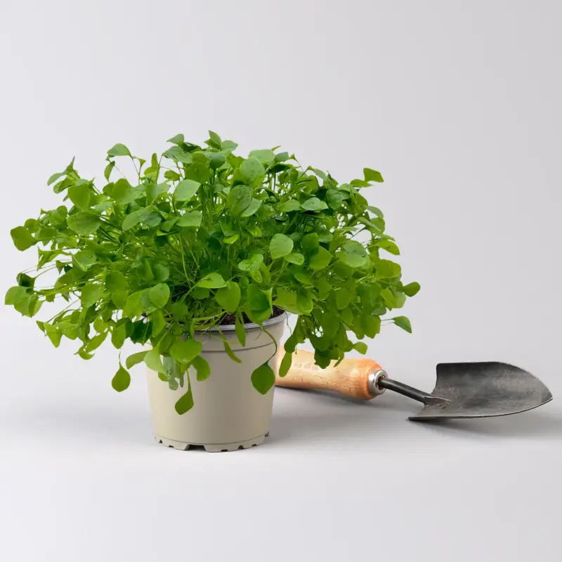 Beliebt Bio Winterportulak, 12 cm Topf