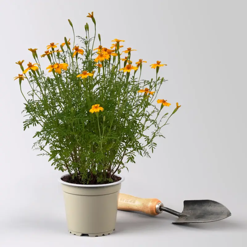 Preisreduziert Bio Gewürztagetes, Topf-Ø 12 cm