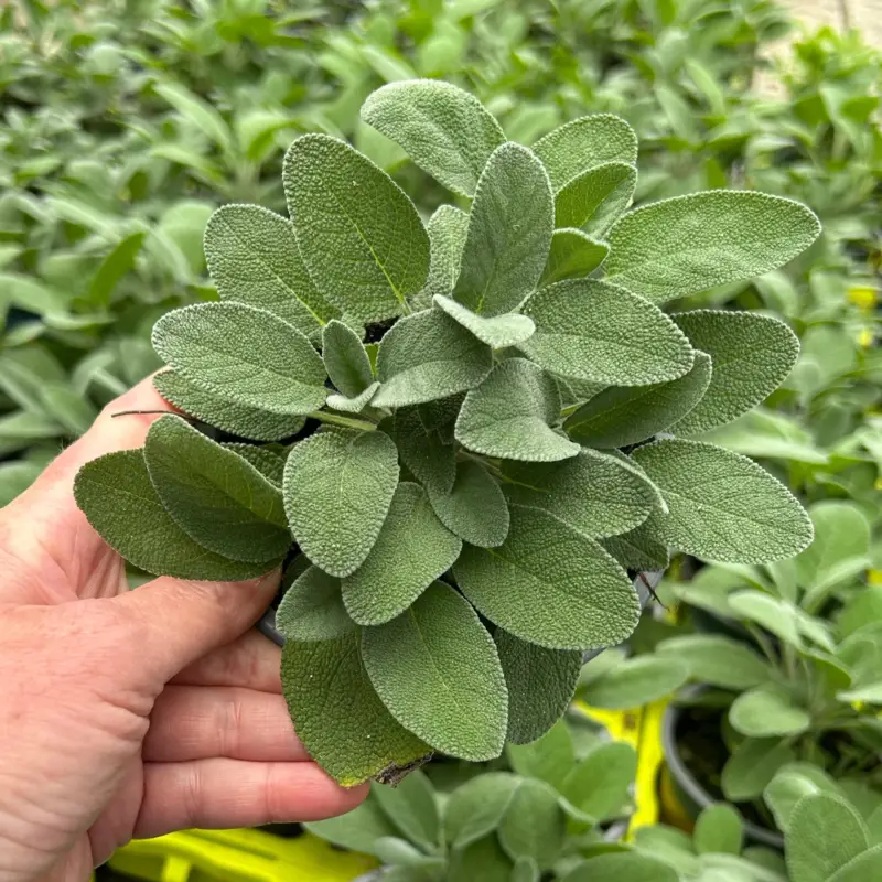 Bio Salbei großblättrig, Topf-Ø 12cm Must-Have