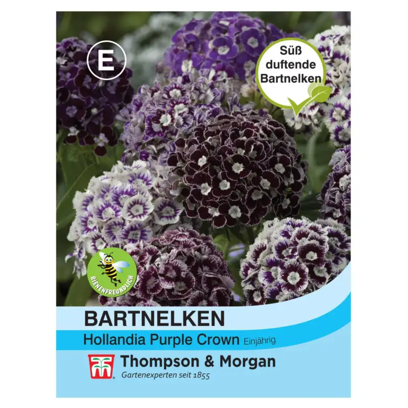 Bartnelken (Dianthus barbatus) 'Purple Crown' Bestseller