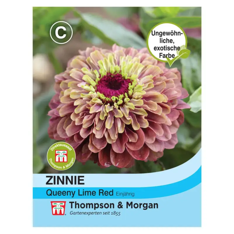 Zinnie „Queeny Lime Red“ (Zinnia elegans) Neu