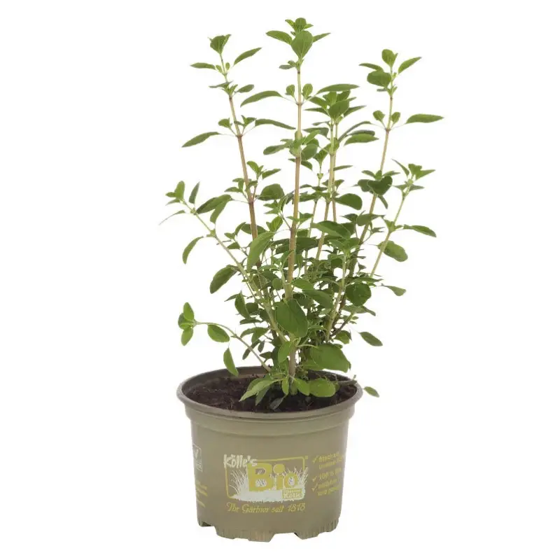 Bio Arabischer Majoran, Topf-Ø 12 cm Knallerangebot