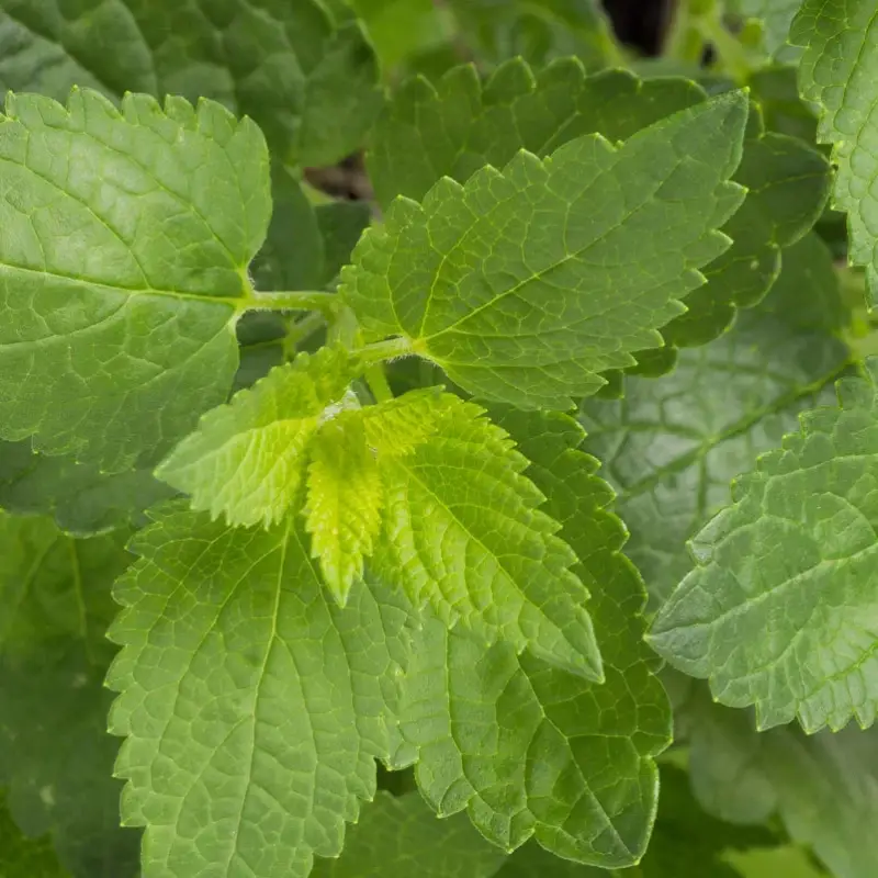 Bio Limonadenpflanze, Topf-Ø 12 cm Sale