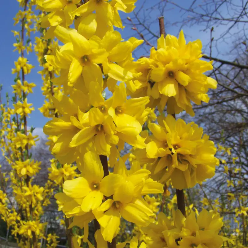 Großblütige Forsythie 'Goldrausch', 5er-Set, Höhe 40-60 cm, Topf 3 Liter Nur Heute