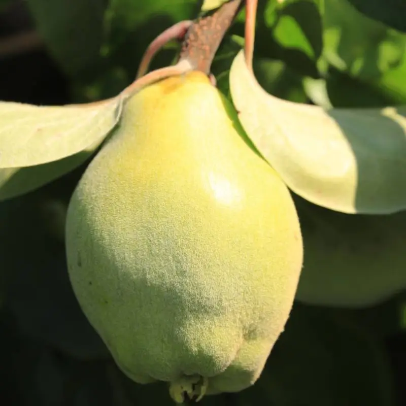 Neu Im Sortiment Bio Birnenquitte 'Cydora Robusta'Ⓢ, Topf 10 Liter