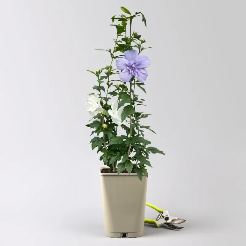 Abverkauf Duo-Gartenhibiskus 'Blue Chiffon®' und 'White Chiffon®', blau + weiß, 5 lt. Topf