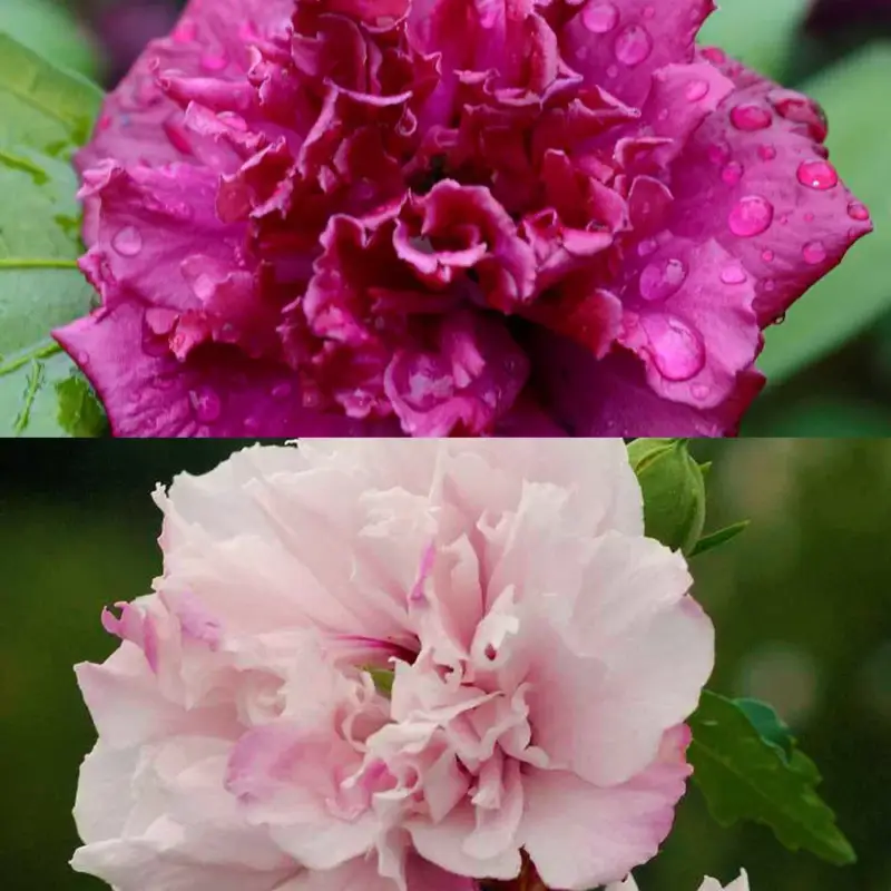 Duo Garten-Hibiskus 'French Cabaret® Pastel' und 'French Cabaret® Red', 5 l Topf Günstig