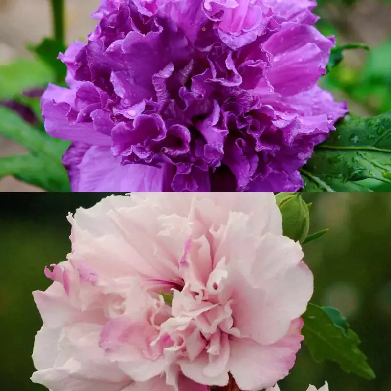 Super-Preis Duo Garten-Hibiskus 'French Cabaret® Pastel' und 'French Cabaret® Purple'
