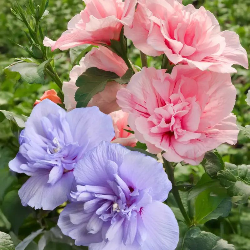 Mega-Angebot Duo-Gartenhibiskus 'Blue Chiffon®' und 'Pink Chiffon®', blau + pink, 5 lt. Topf