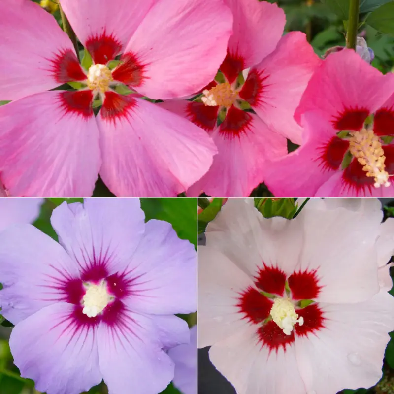 Garten-Hibiscus, bunt, Höhe 40-60 cm, Topf 4&6 Liter, 3 Pflanzen Top-Seller