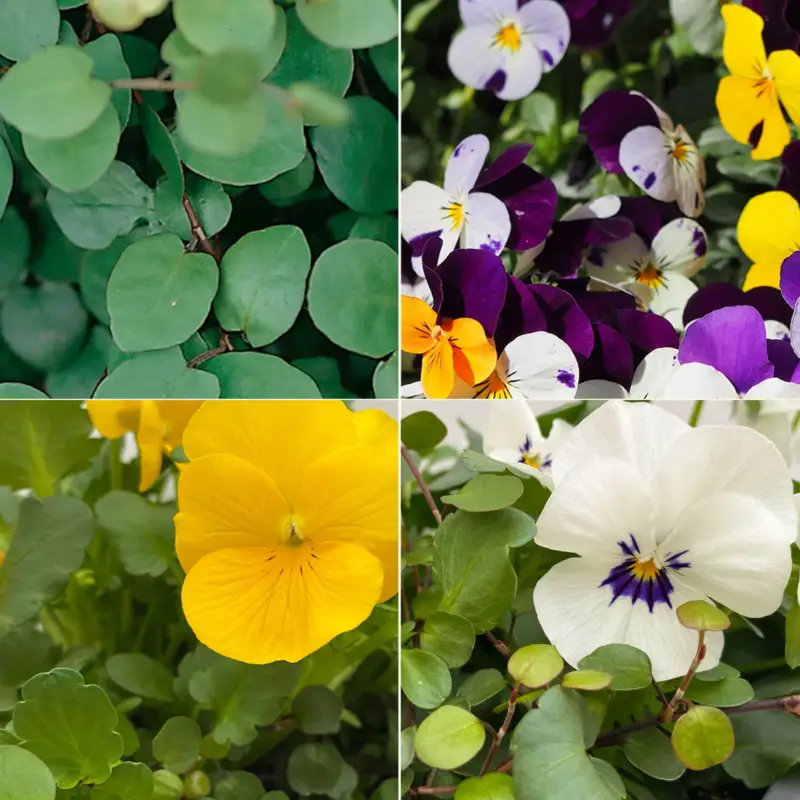 Hornveilchen & Mühlenbeckia, Farben zufällig, Topf-Ø 13 cm, 6 Pflanzen Preisknaller