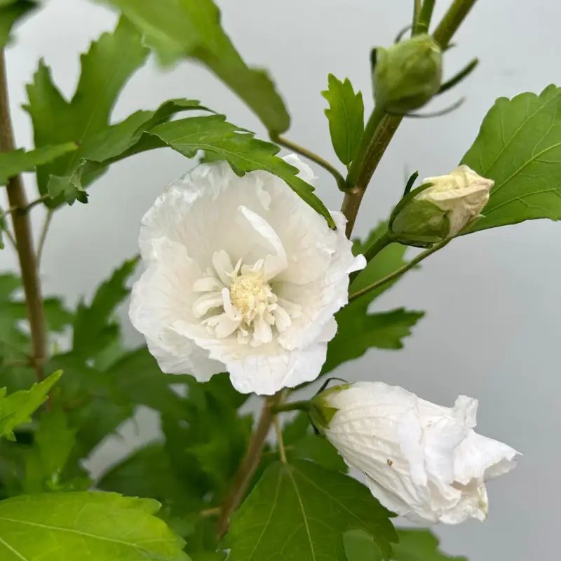 Versand Am Gleichen Tag Säulen-Gartenhibiskus 'Flower Tower White®' weiß, Höhe 40-60 cm, Topf 5 l