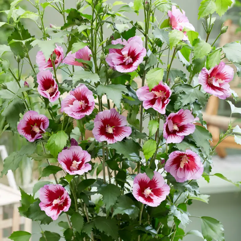 Säulen-Gartenhibiskus 'Flower Tower Purple®' lila-rot, Höhe 40-60 cm, Topf 5 l Nur Heute