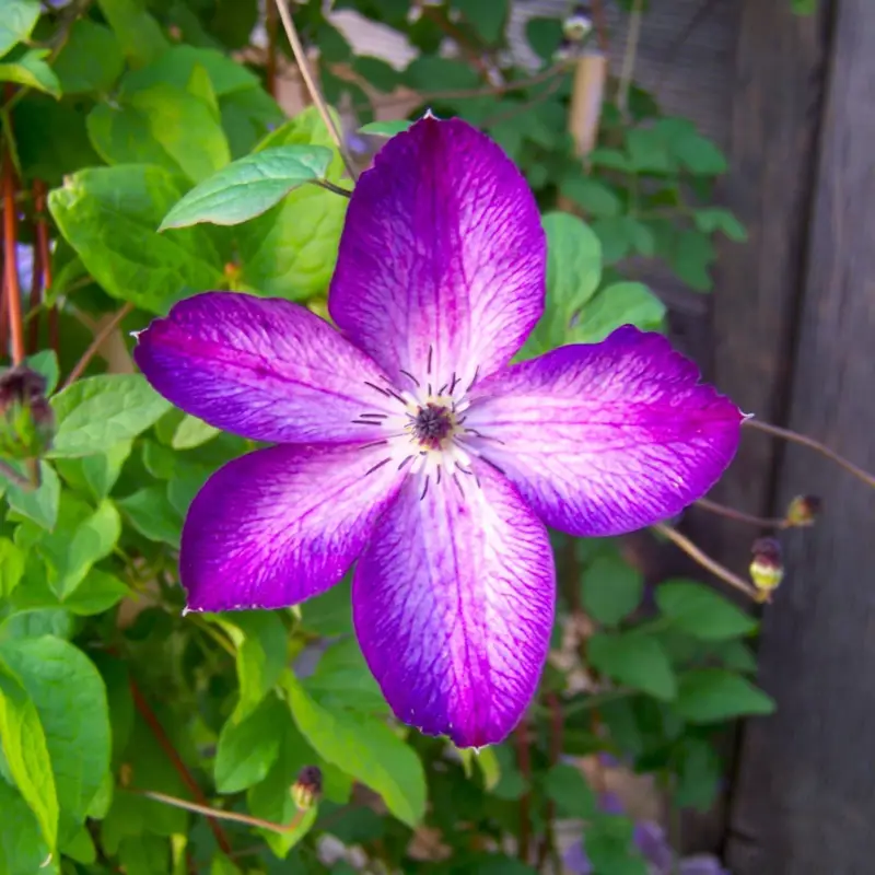 Italienische Waldrebe 'Venosa Violacea', 2er-Set, violett mit weißen Streifen Top-Seller