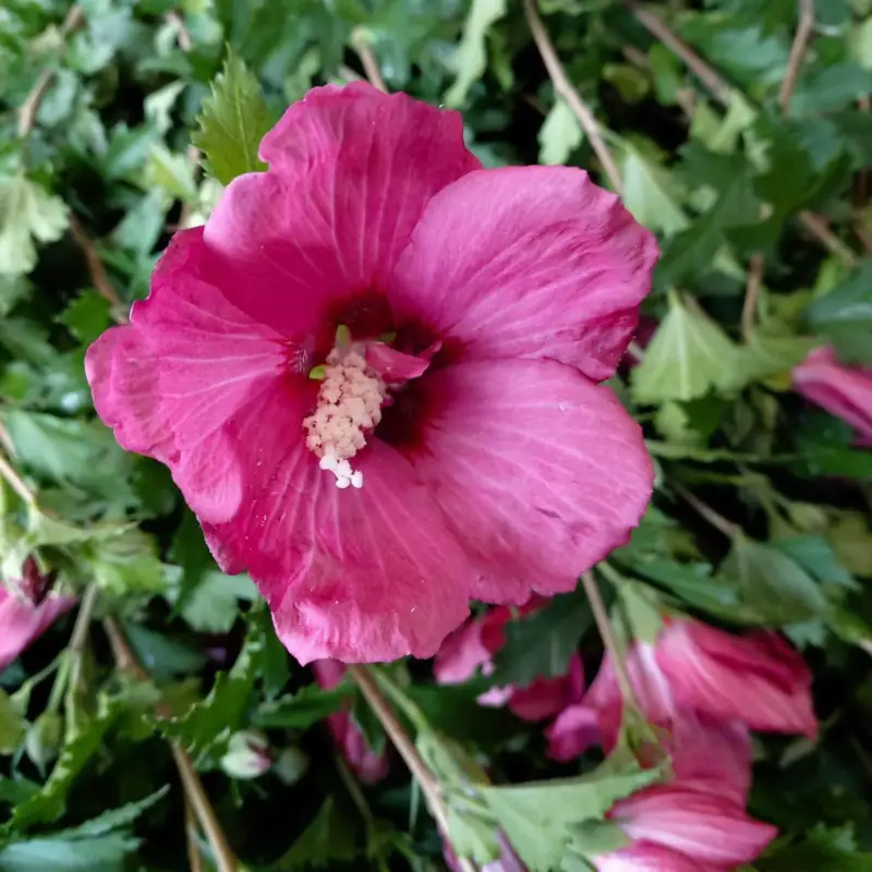 Expressversand Säulen-Gartenhibiskus 'Flower Tower Ruby®' rosarot, Höhe 40-60 cm, Topf 5 l