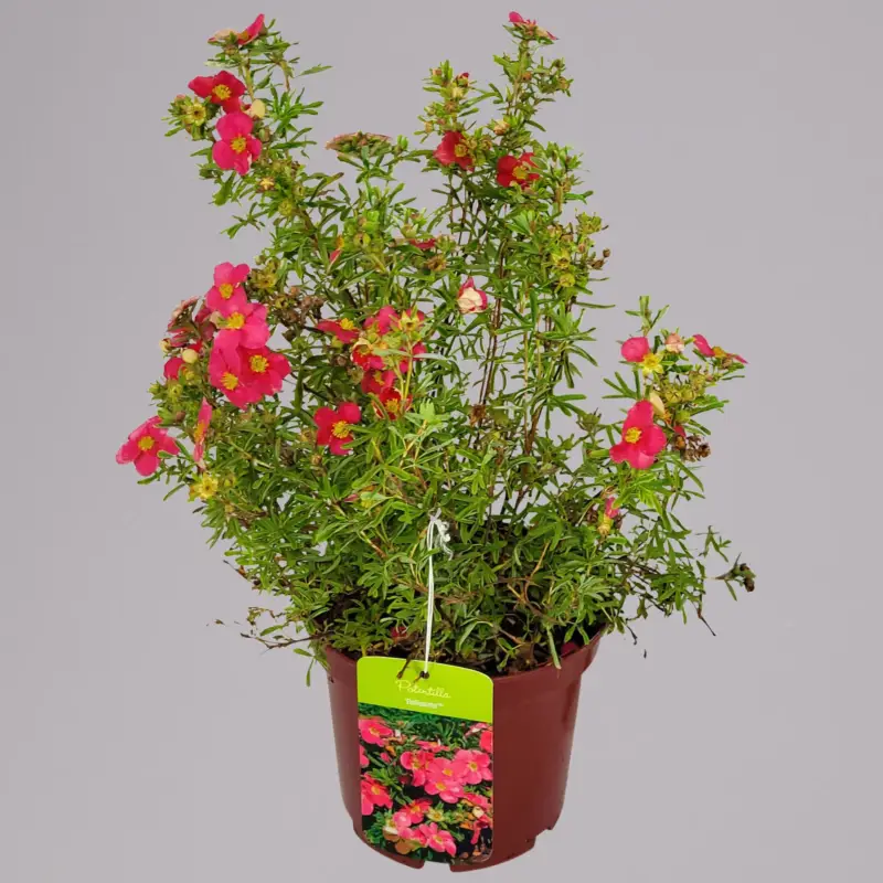Fingerstrauch 'Bellissima EU (S)', Höhe 25-30cm, Topf 3 Liter, 5 Pflanzen Direktkauf