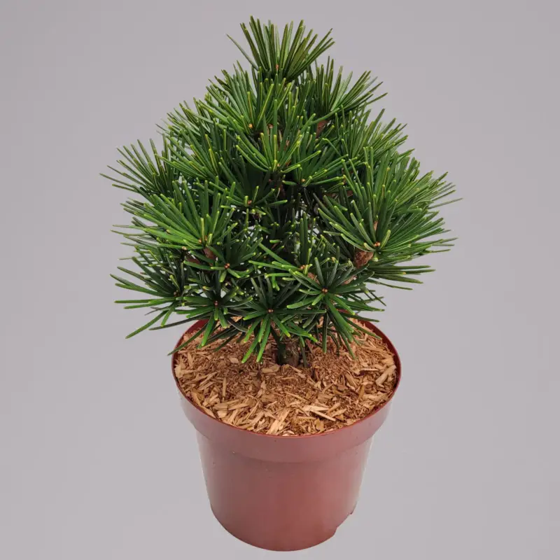 Zwergschirmtanne 'Kobito', Höhe 25-30 cm, Topf 5 Liter Expressversand
