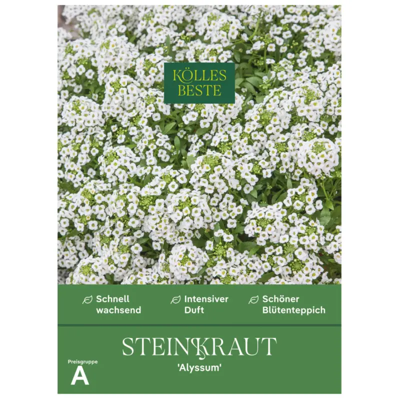 Finale Aktion Kölles Beste Blumensamen, Steinkraut 'Alyssum'